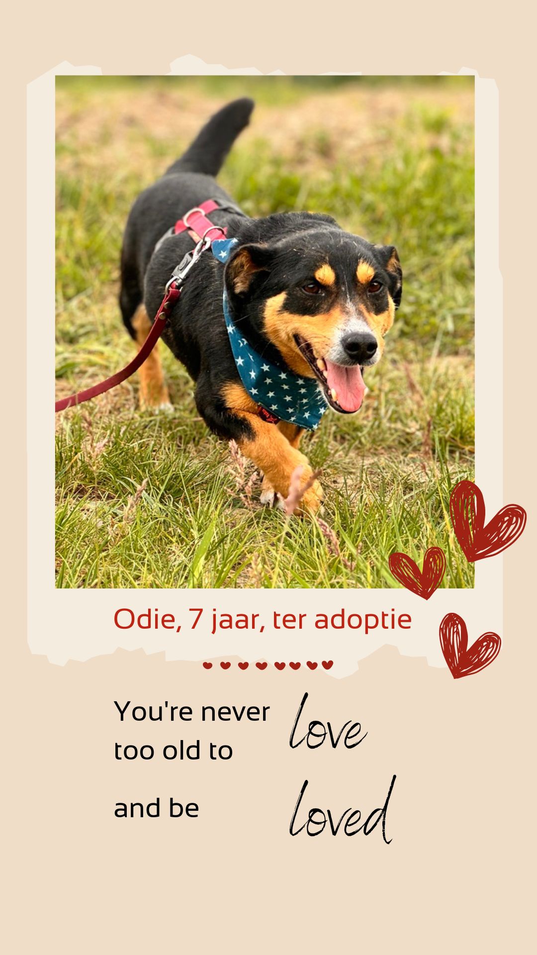 Oudere hond zoekt baas